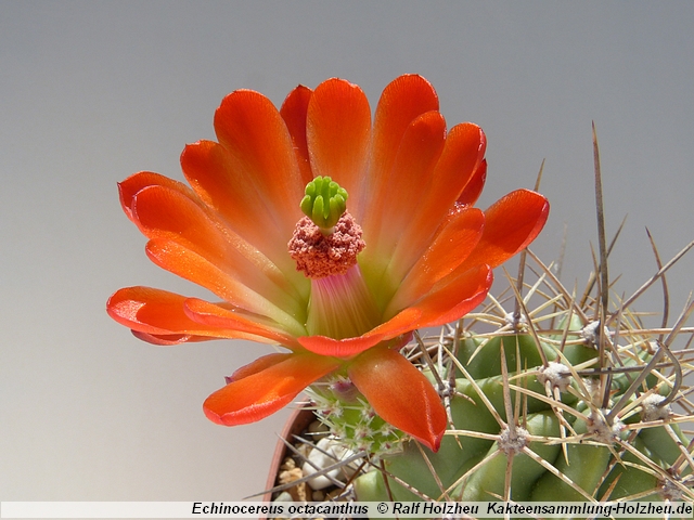 103_Echinocereus_octacanthus.JPG