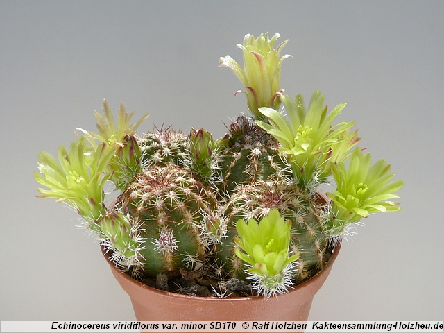 104_Echinocereus_viridiflorus_var._minor_SB170.JPG