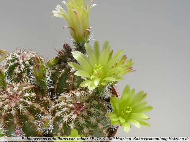 105_Echinocereus_viridiflorus_var._minor_SB170.JPG