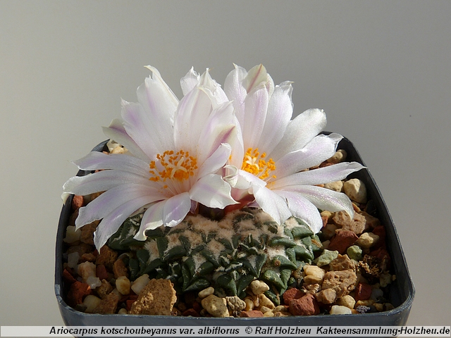 123_Ariocarpus_kotschoubeyanus_var._albiflorus.JPG