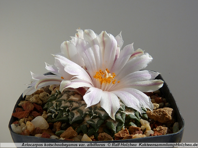 124_Ariocarpus_kotschoubeyanus_var._albiflorus.JPG