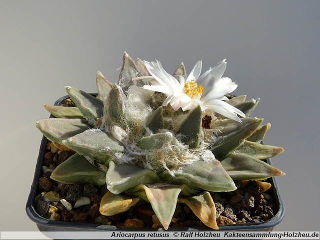 127_Ariocarpus_retusus.JPG