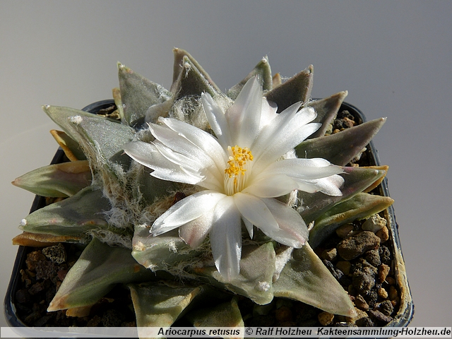 128_Ariocarpus_retusus.JPG