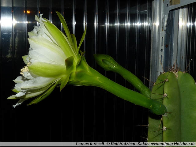 131_Cereus_forbesii.JPG