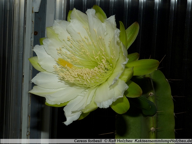 132_Cereus_forbesii.JPG