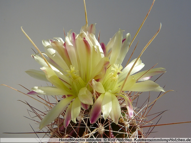 134_Hamatocactus_sinuatus.JPG