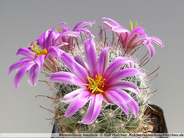 136_Mammillaria_insularis.JPG