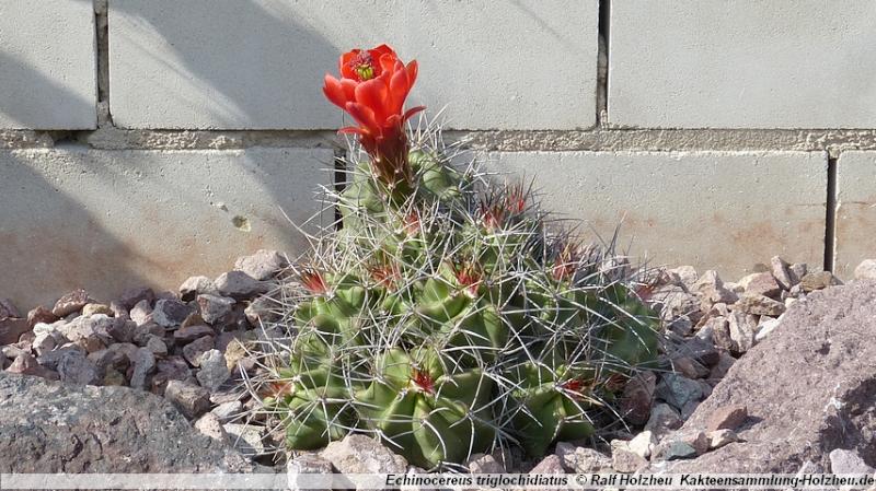 116_Echinocereus_triglochidiatus.JPG