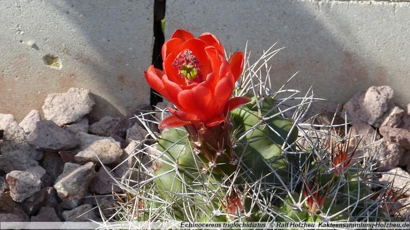 117_Echinocereus_triglochidiatus.JPG