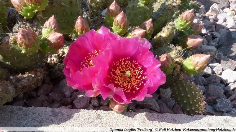 119_Opuntia_fragilis_'Freiberg'.JPG