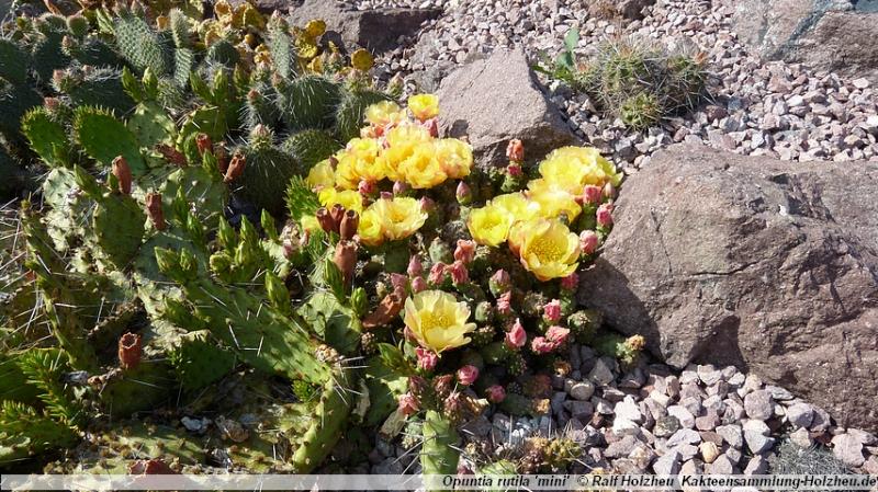 120_Opuntia_rutila_'mini'.JPG