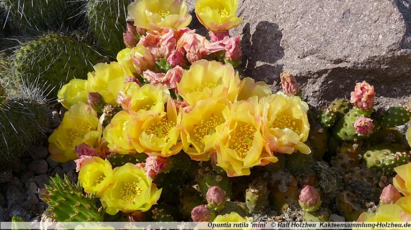 121_Opuntia_rutila_'mini'.JPG