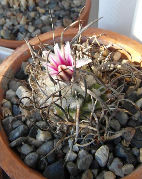 Turbinicarpus schmiedickeanus