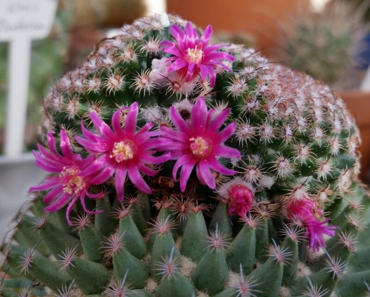 This M. huitzilopochtli had its head chewed off by a mouse last summer (2014) and a new crown has grown in its place and is now flowering.