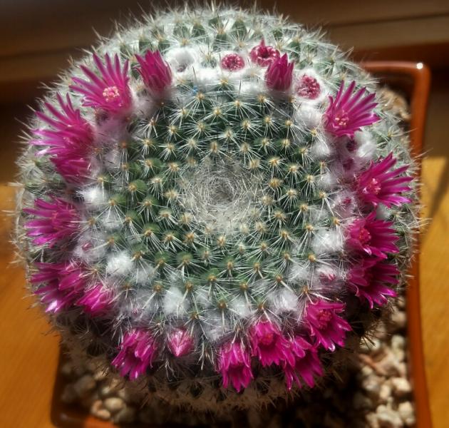 Mammillaria elegans