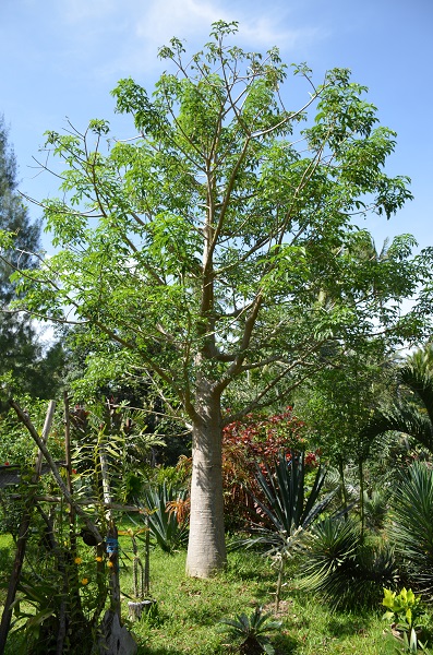 Adansonia digitata1.jpg