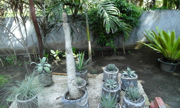 Plants1.jpg