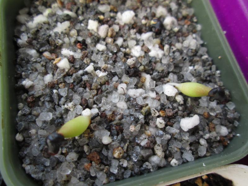 A caput-medusae seedlings