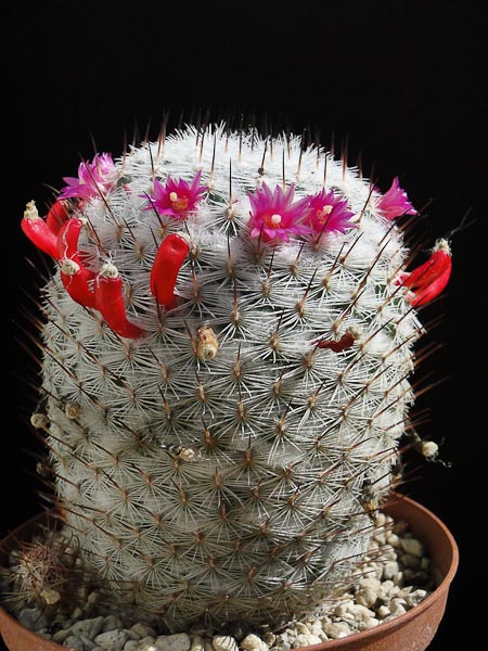 Mammillaria elegans 2012 April30-2.jpg