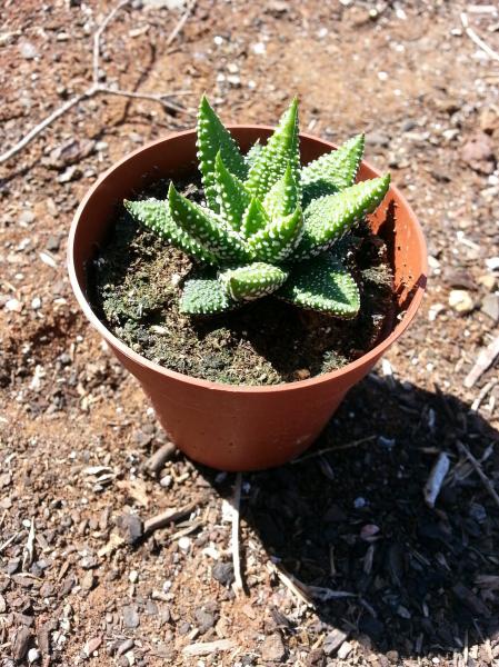 haworthia.jpg