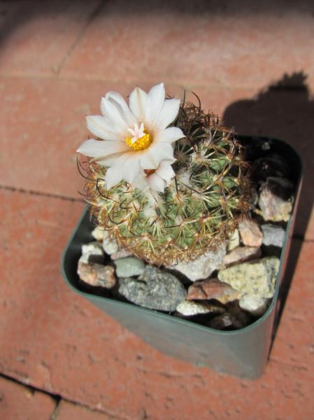 Turbinicarpus ysabelae