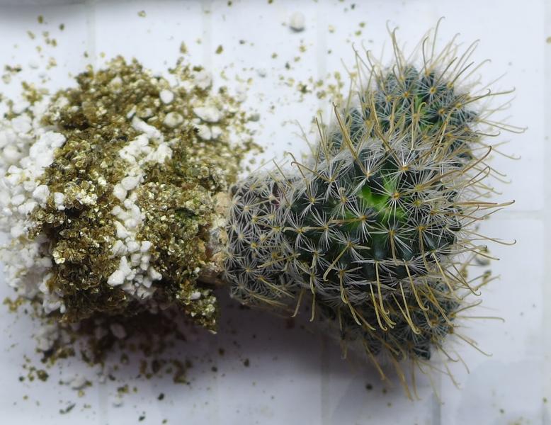 3H Mammillaria Duwei 2.jpg