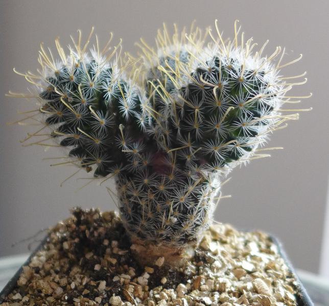 3H Mammillaria Duwei 3.jpg