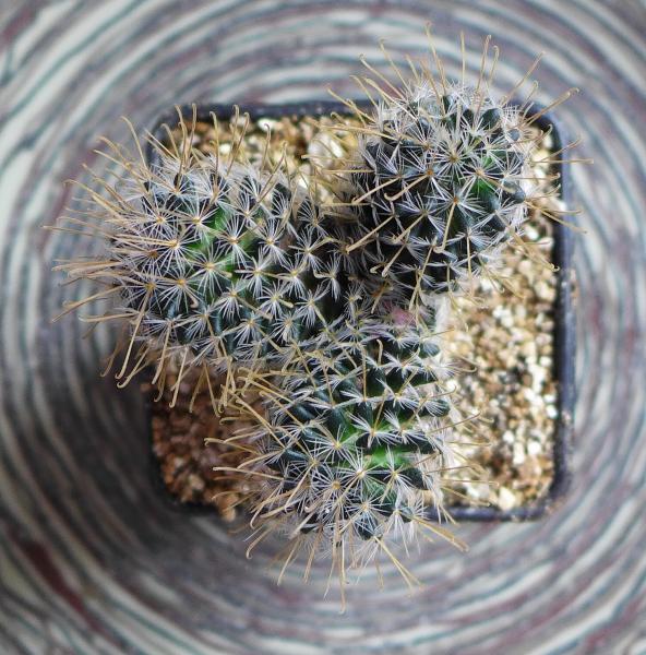 3H Mammillaria Duwei 4.jpg