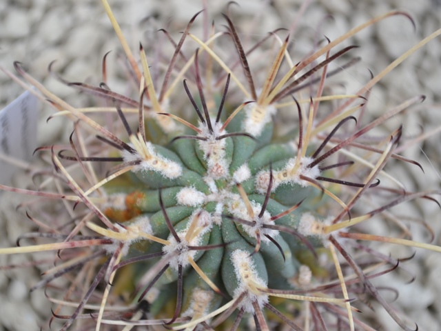 Glandulicactus uncinatus var. wrightii.JPG