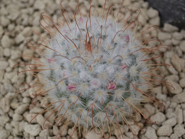 Mammillaria blossfeldiana.JPG