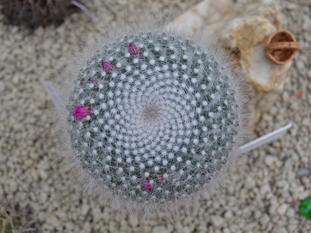 Mammillaria hahniana.JPG