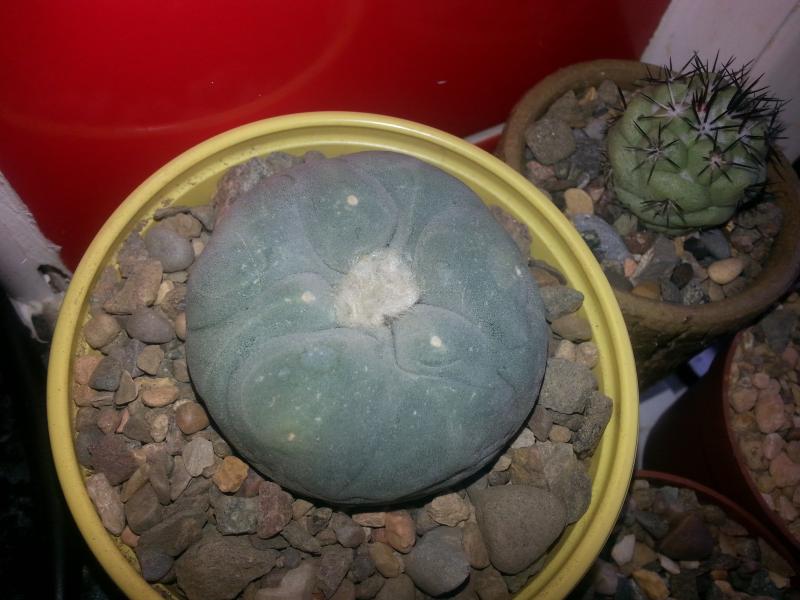 Lophophora koehreshii