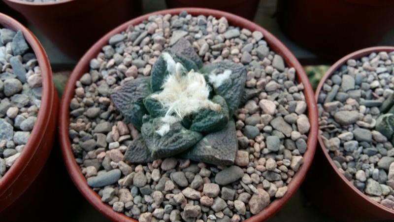 Ariocarpus fissuratus