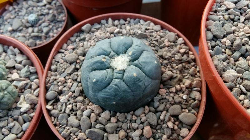 Bought as lophophora viesca but after extensively researching I think it translates to lophophora fricii f.albiflora