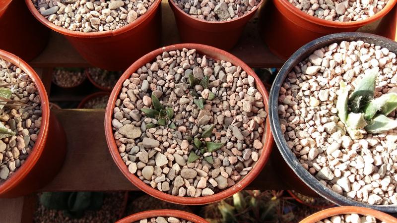 Ariocarpus scapharostrus times 3.