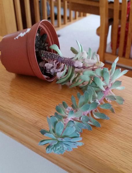 Gangling succulent