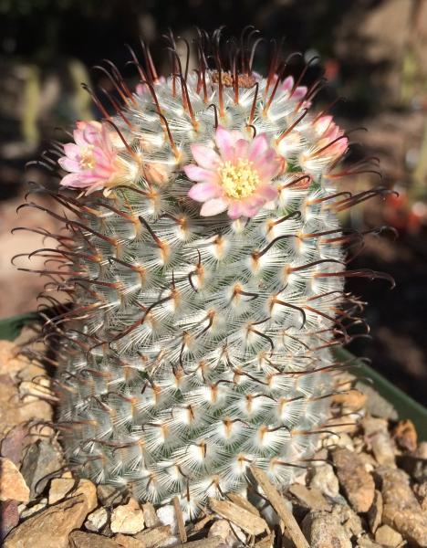 Mammillaria perezdelarosae (2016-Feb06).jpg