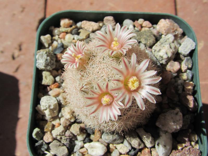 Mammillaria magallanii v. roseocentra