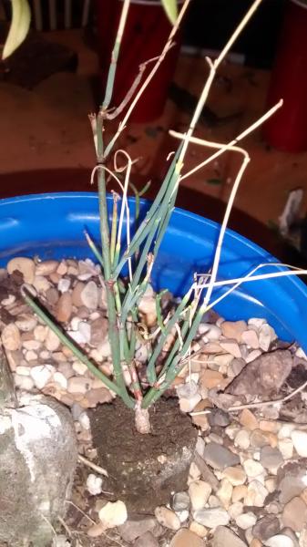 Sad Ephedra Sinica who lost it's sister to my cat Cookie.