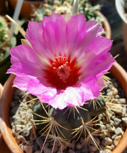 Thelocactus bicolor