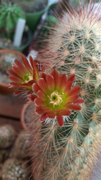 Echinocereus viridiflorus