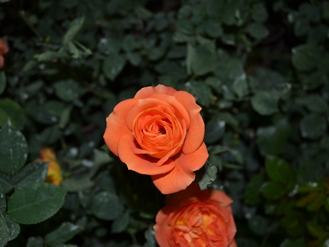 Rose - or maybe Orange???