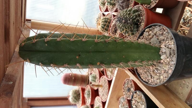 Echinopsis peruviana