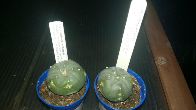 Lophophora williamsii