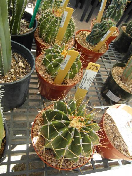 Ferocactus schwarzii