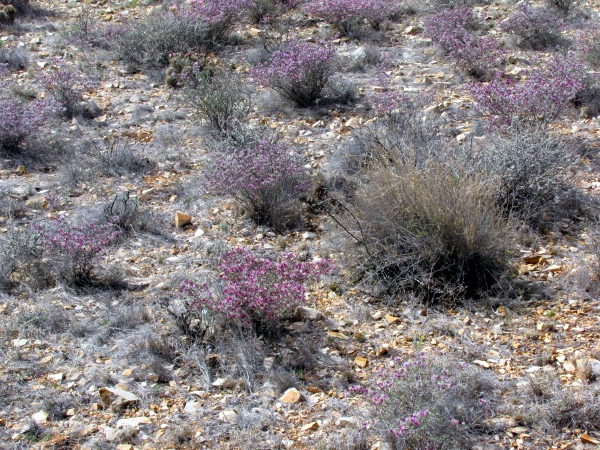 Dalea plumosa1.jpg