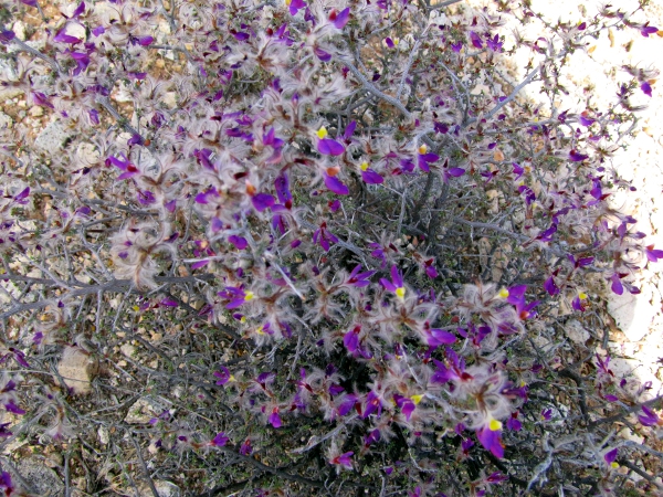 Dalea plumosa2.jpg