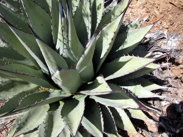 Agave neomexicana2.jpg