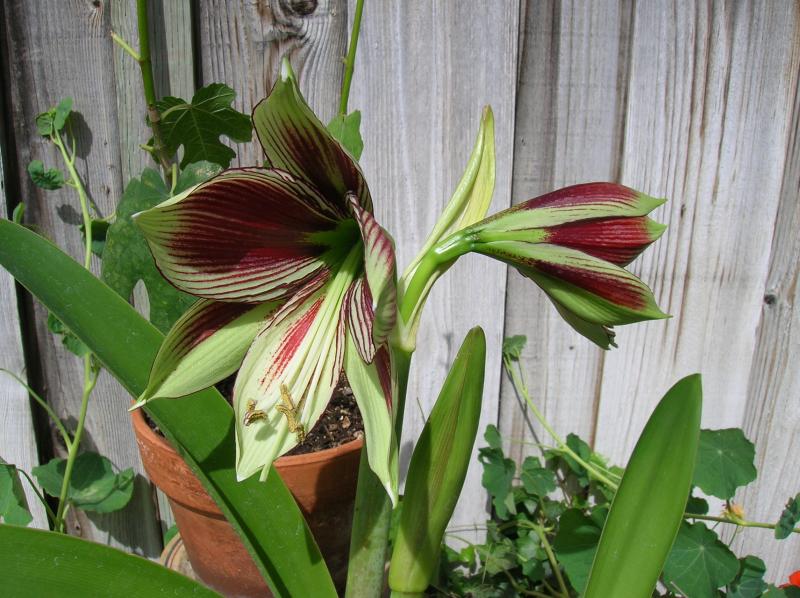 Amaryllis papilio (04-30-2012)