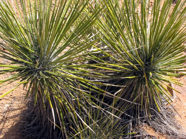 Soap Tree Yucca2.jpg